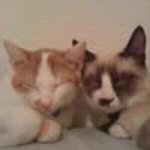 Meet your Posher, Anne